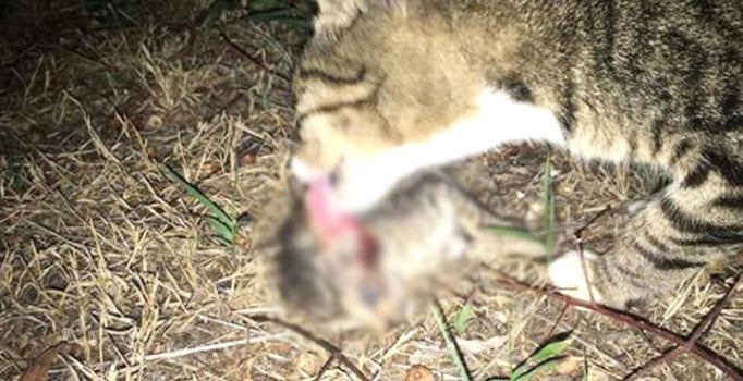 Antalya’da vahşet: 20 kedi katledildi