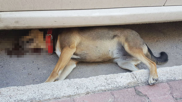 O ilimizde vahşet! Bahçe duvarına çivilediler...