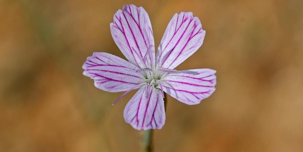 Antalya'da keşfedildi