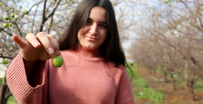 Antalya'da yılın ilk eriğinin tanesi 12,5 lira