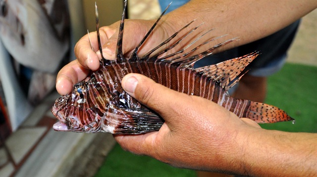 O ilimizde zehirli aslan balığı bulundu