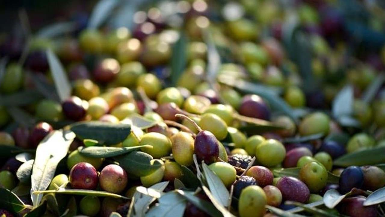 Antalya'da zeytin üretiminde dev artış: Türkiye tüm ezberleri bozdu!
