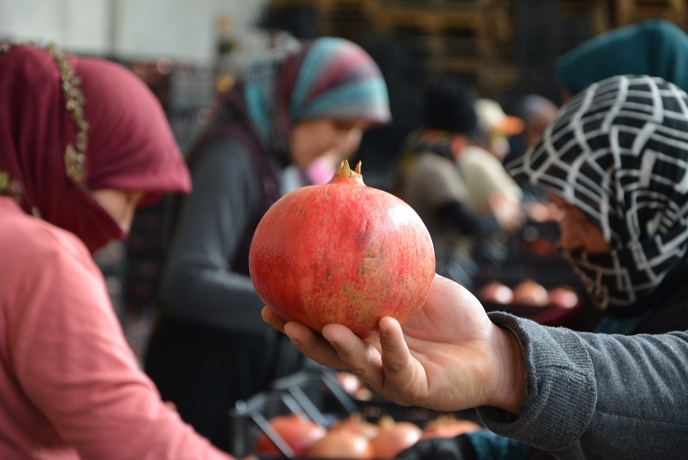 Antalya’dan İngiltere ve Ukrayna’ya nar ihracatı 