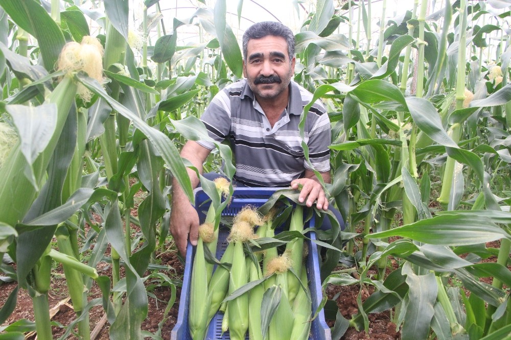 Antalyalı çiftçi serasında ezber bozdu 