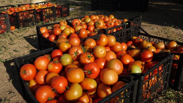 Antalya'nın meşhur domatesi Erciş'te