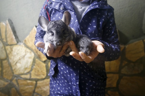Antalya’nın yeni maskotu: Hera