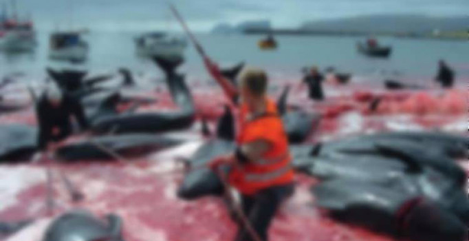 Antarktika'da balina katliamı!