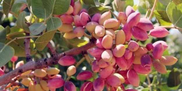 Antep fıstığı hırsızlığına fotokapanlı önlem!