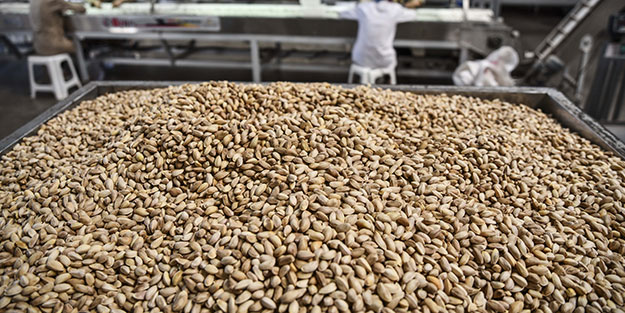 Antep fıstığında yüksek rekolte fiyatı düşürdü