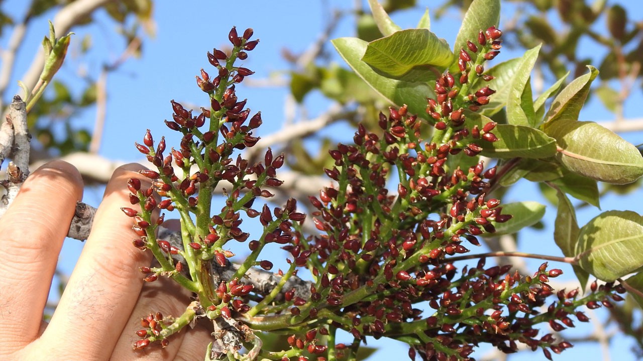 Antep fıstığını don teğet geçti! Üretici derin nefes aldı