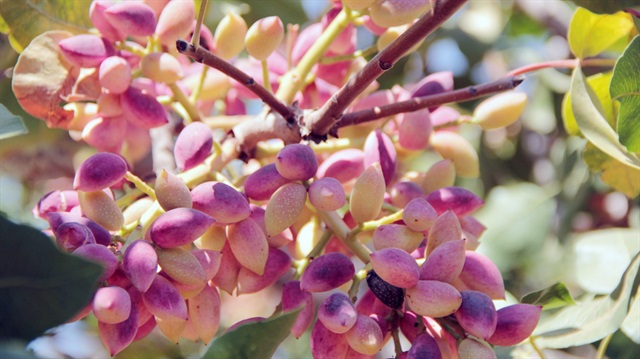 Antepfıstığı yüzleri güldürecek