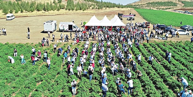 Antepfıstığında hedef 400 bin ton üretim