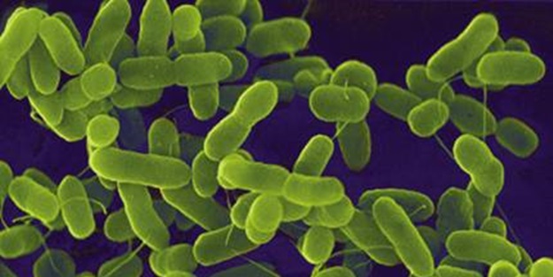 Antibiyotiğe direnç geliştiren bakterinin gen transferi engellendi