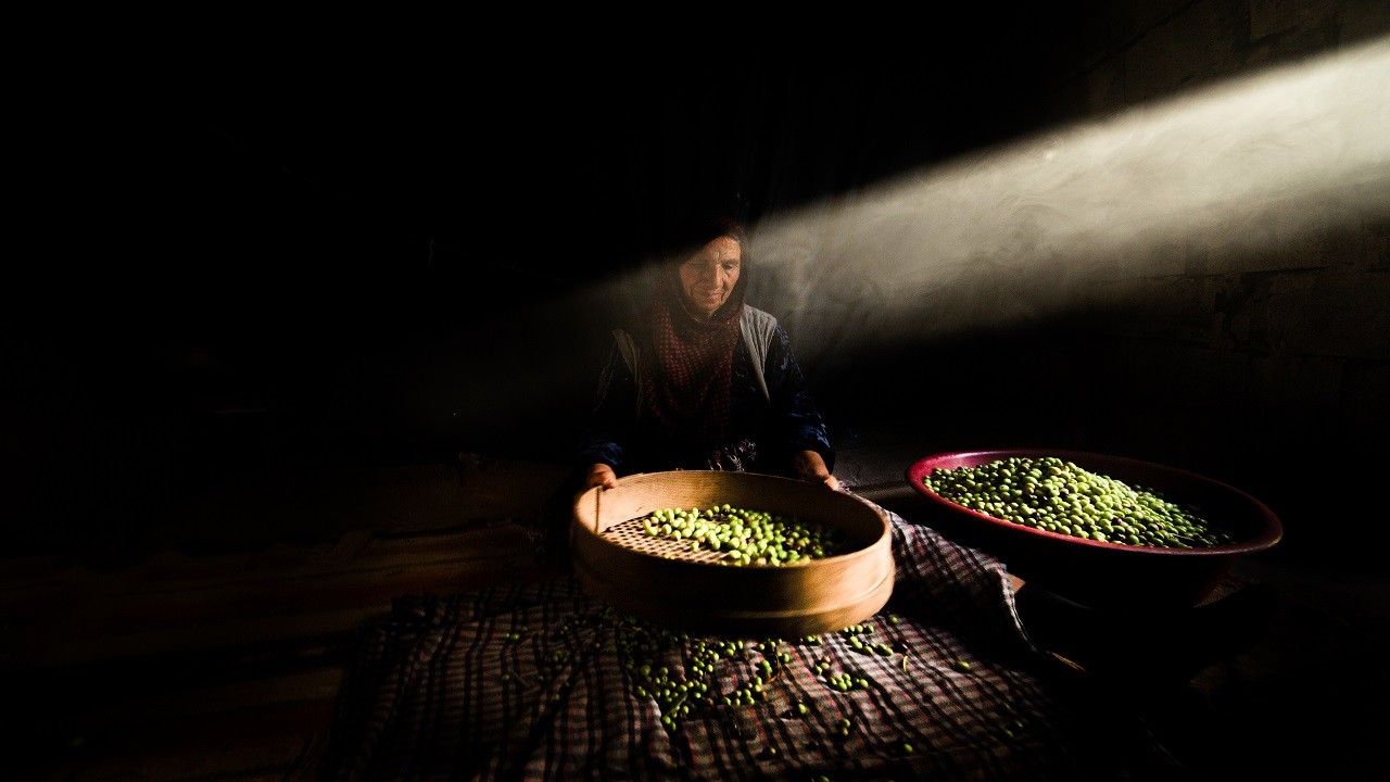 Antik dönemden günümüze lezzeti ulaşan meşhur Derik zeytini! İlk ağaç milattan önce 77’de dikilmiş!