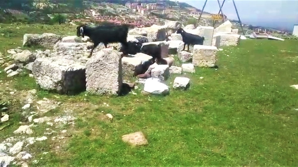 Antik kentte koyunlar otluyor 