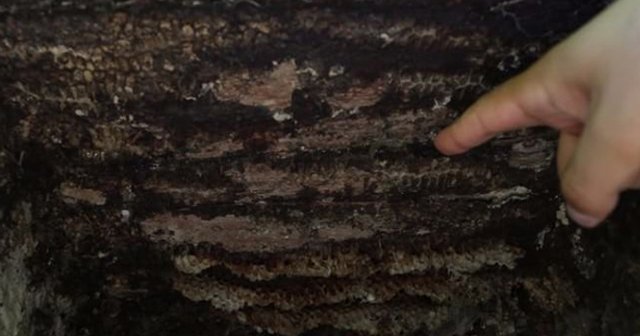 Antik Roma'dan kalma arı petekleri keşfedildi