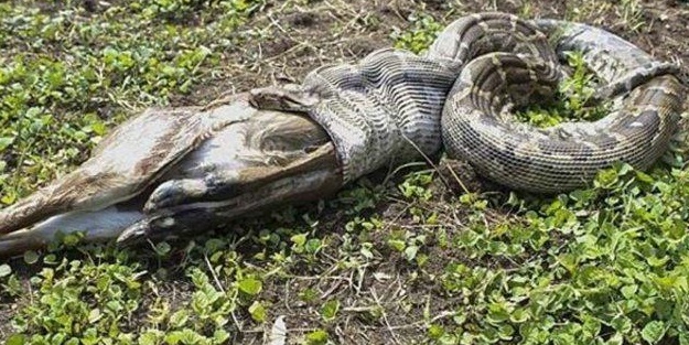 Antilobu dakikalar içerisinde midesine indirdi!