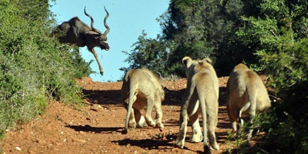 Antilobun muhteşem planı