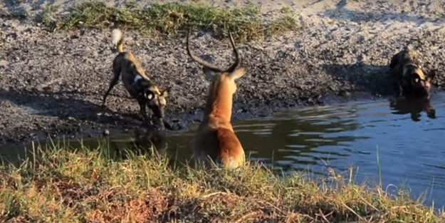 Antilop sırtlan sürüsüne av oldu