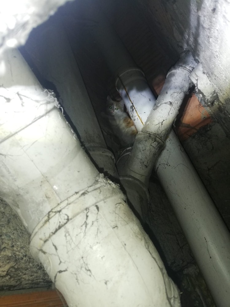 Apartman boşluğuna düşen kedi kurtarıldı 