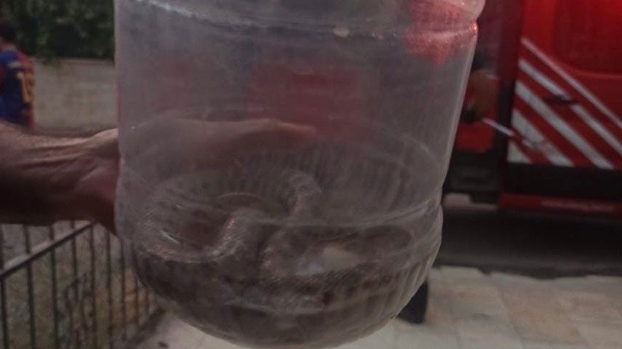 Apartman dairesinde engerek paniği