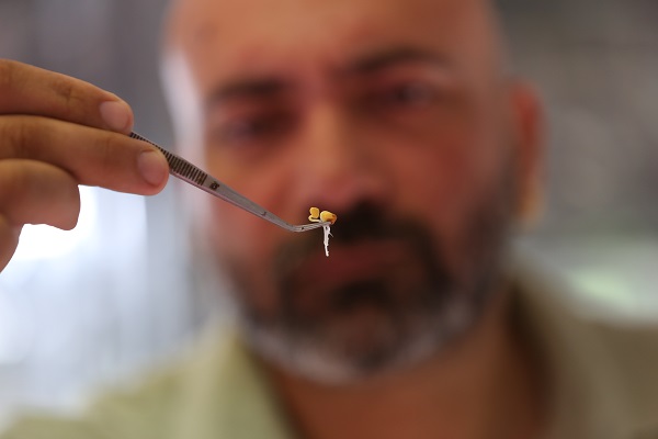 Apartman dairesinde üretiyor! 10 günde yetişiyor besin değeri 40 kat fazla