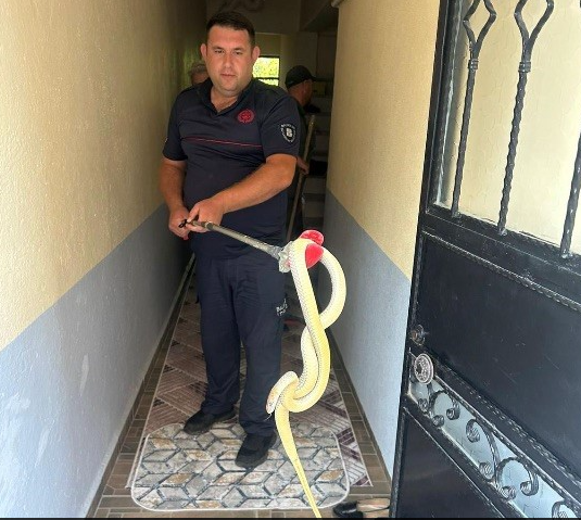 Apartman Dairesinde Yılan Paniği! Mahalle ayağa kalktı