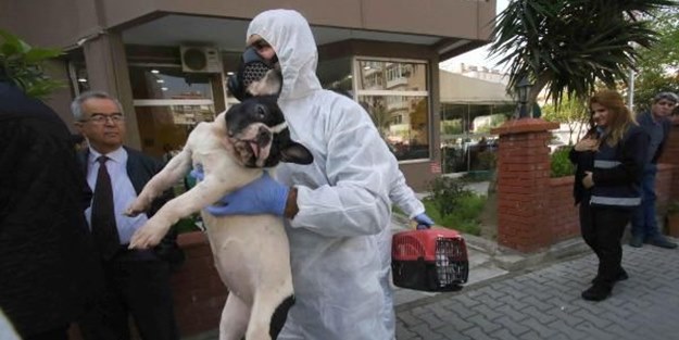 Apartman dairesinden 54 hayvan çıktı: Kedi, köpek, kaplumbağa...