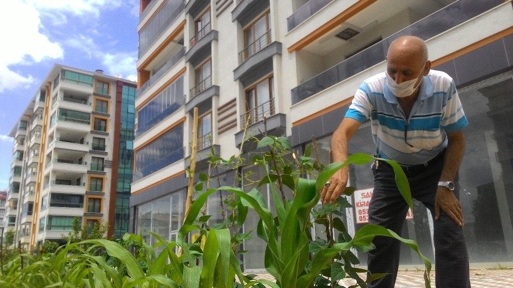 Apartman önünde doğal sebze yetiştiriyor 