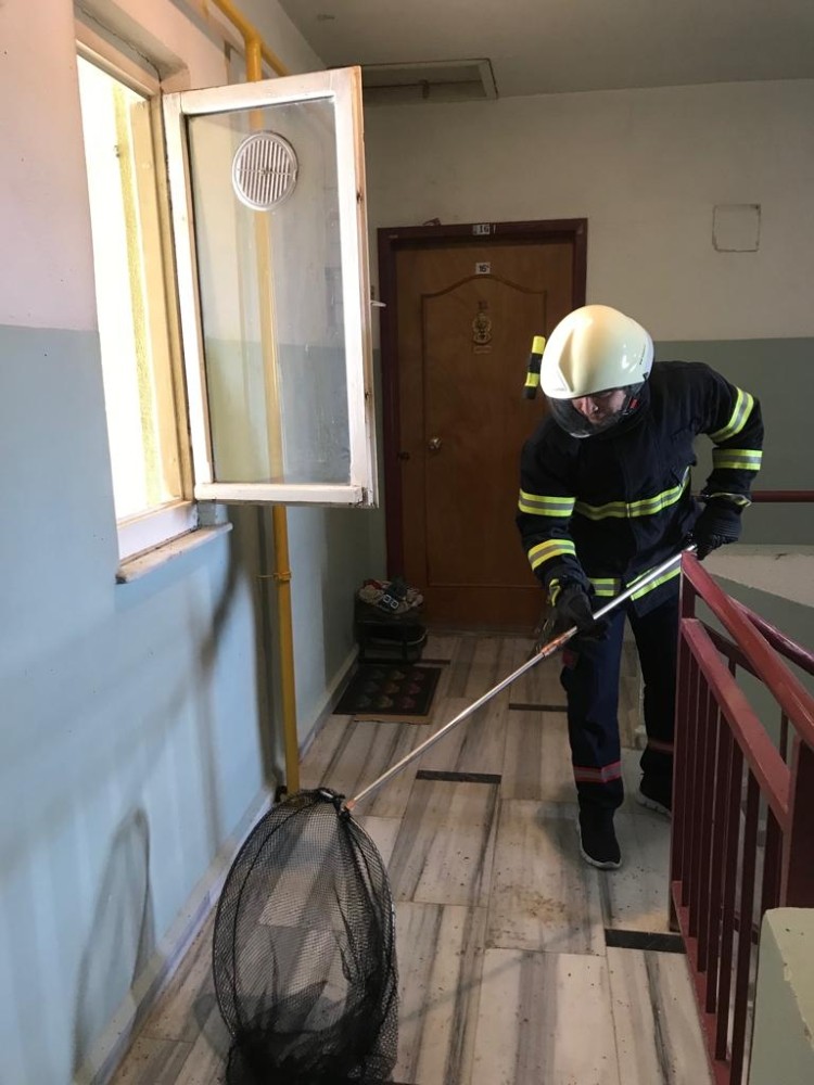 Apartmandan 60 yarasa çıkardılar 