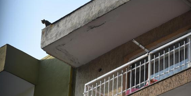 Apartmanın çatısındaki kedi 25 gün sonra kurtarıldı