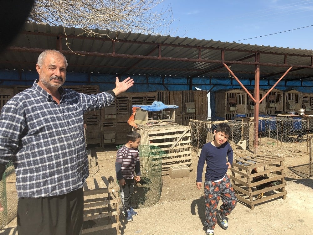 Araba fiyatına horozlar, Arap ülkelerinin gözdesi oldu 