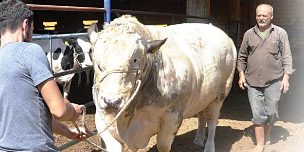 Araba parasına tosun