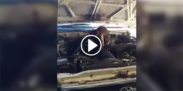 Araba tamiri yapan maymun