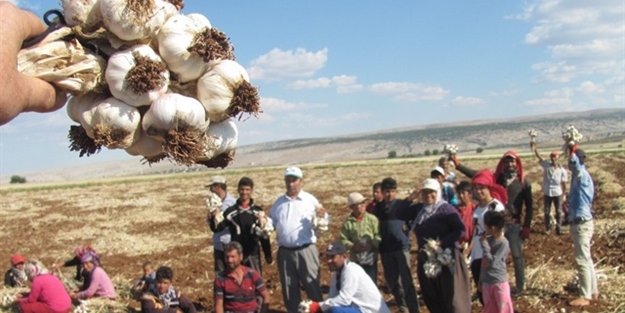Araban Ovası 20 bin kişiye iş umudu oldu