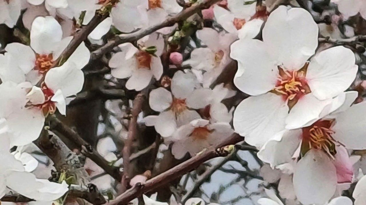 Araban Ovası'nda yalancı bahar!