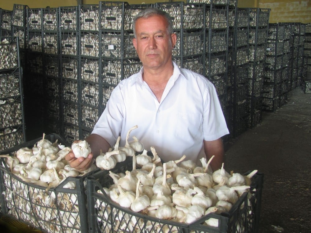 Araban sarımsağı üreticisinin yüzünü güldürdü 