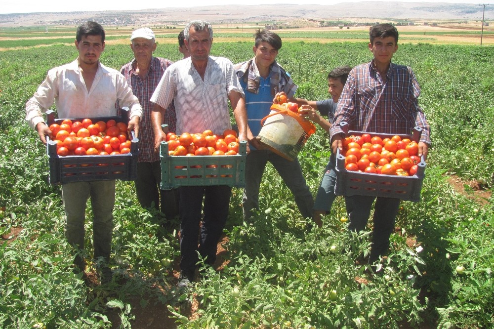 Araban yerli domates hasadı başladı 