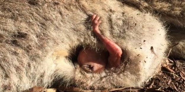 Arabanın çarpıp kaçtığı annenin karnından çıktı