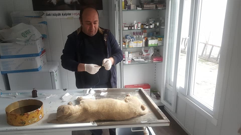 Arabanın çarpıp yaraladığı köpeği tedavi ettirdiler 