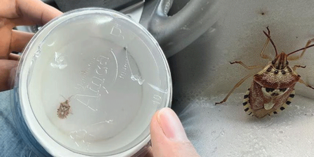 Arabasında buldu! İnsan yüzünü andıran böcek görenleri hayrete düşürdü+