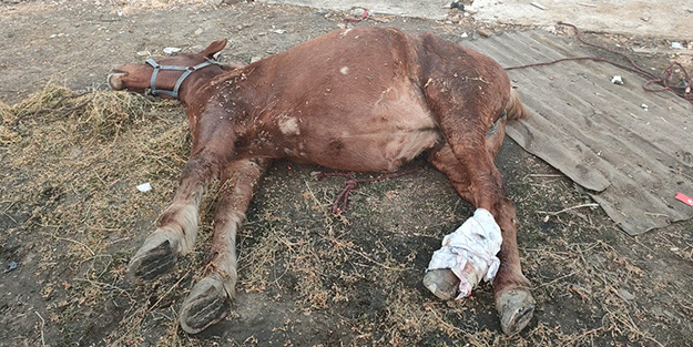 Araç çarpan atı yaşatmak için zamanla yarıştılar