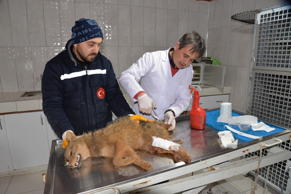 Araç çarpan çakal tedavi altına alındı 