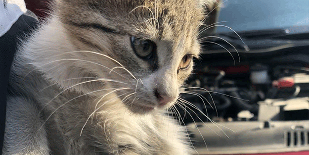 Araç sürücülerine “Küçük dostlarımız için kaputa vur” uyarısı