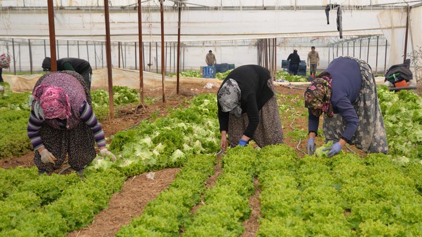 Aracı, üretenden daha çok kazanıyor!