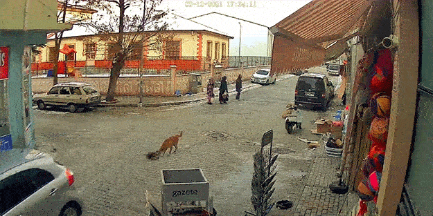 Yavru köpeği ezen vicdansız sürücü hiçbir şey olmamış gibi yoluna devam etti!