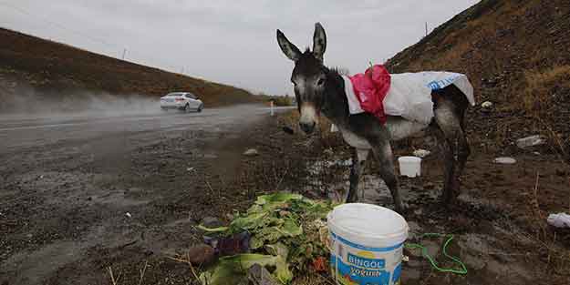 Aracın çarptığı eşeğin tedavisine üniversitede başlandı