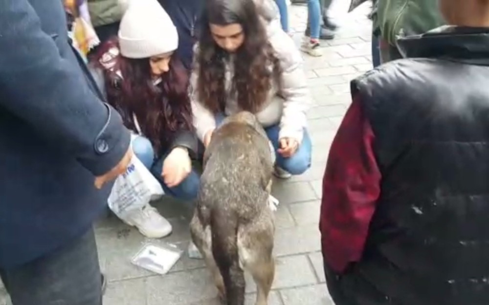 Aracın çarptığı iddia edilen köpeğe vatandaşlardan şefkat eli 