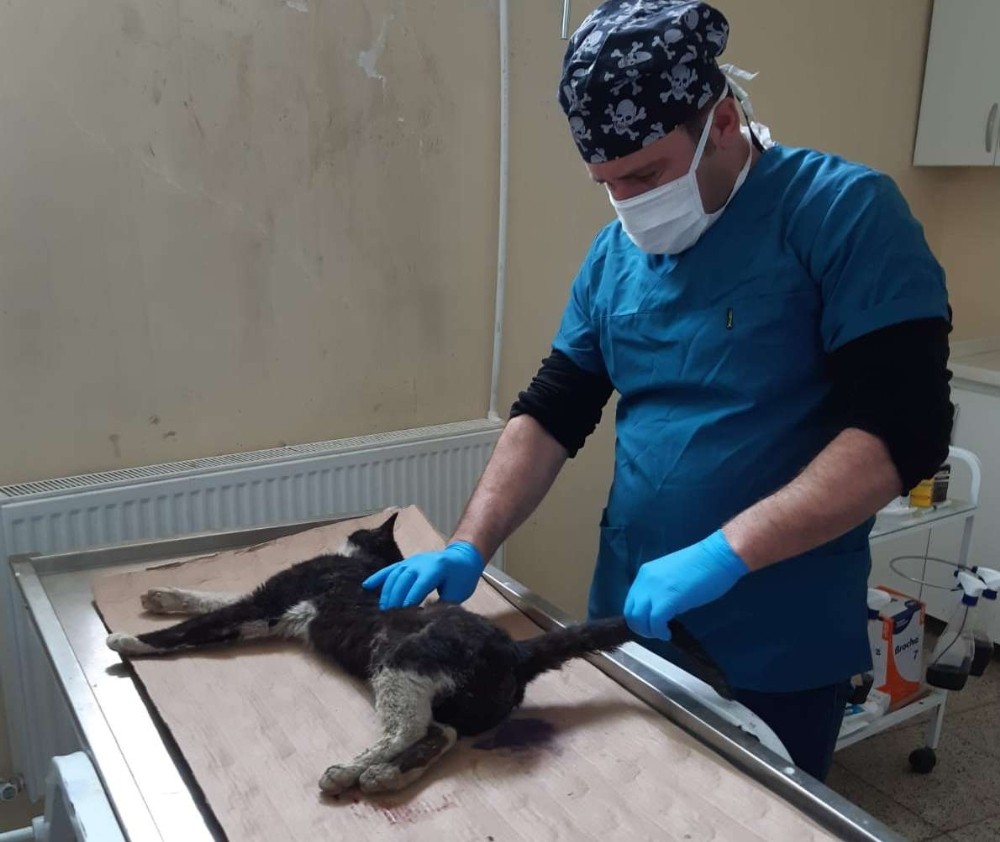 Aracın çarptığı kedi tedavi altına alındı 