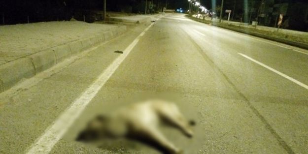 Aracın çarptığı köpek hayatını kaybetti